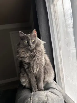 Smokey