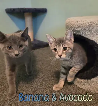 Avocado