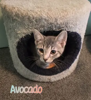 Avocado