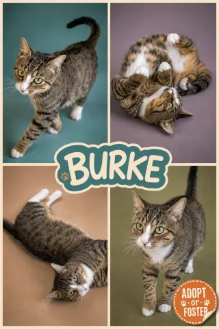 Burke (FCID# 07/27/2026 - 7 Glen Mills PS)