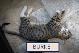 Burke (FCID# 07/27/2026 - 7 Glen Mills PS)
