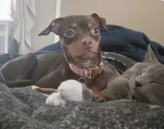 Maizee