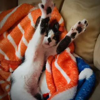 Pip