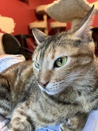 Totti