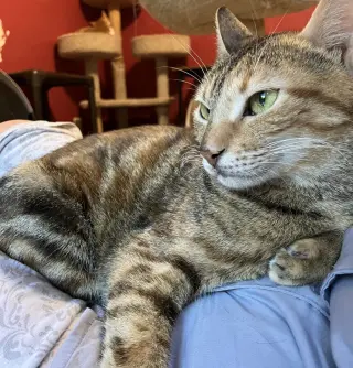 Totti
