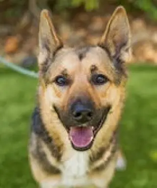 Sammy