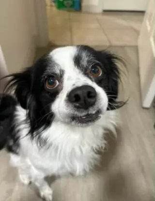 Ollie