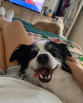 Ollie