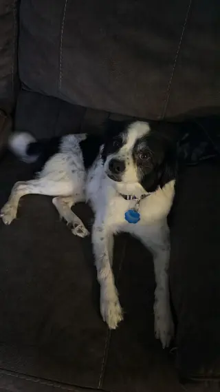 Ollie