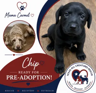 Chip