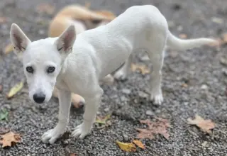 Bekka Bramlett - In Foster Home, Call to meet!