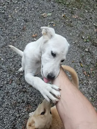 Bekka Bramlett - In Foster Home, Call to meet!