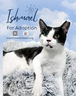 Ishmael