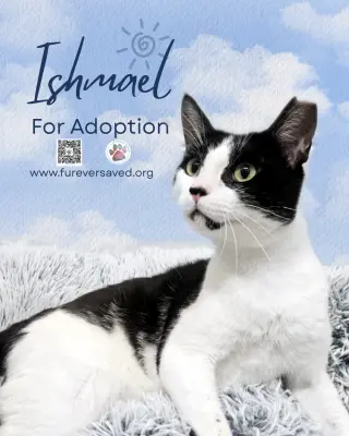 Ishmael