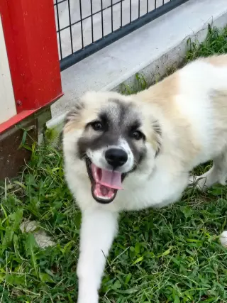 Bruno