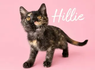 Hillie (Courtesy Post)