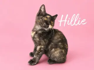 Hillie (Courtesy Post)