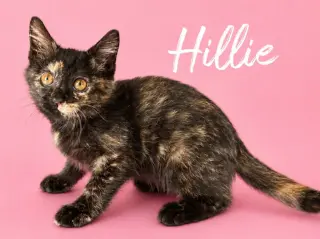 Hillie (Courtesy Post)