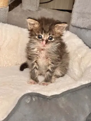 LEO