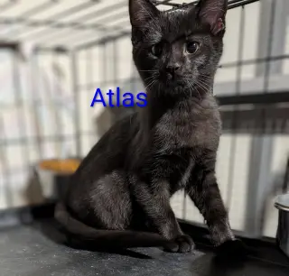 Atlas