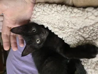 Ivan