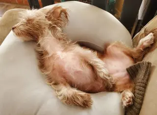 Mollie
