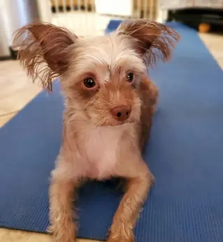 Mollie