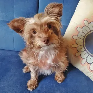 Mollie