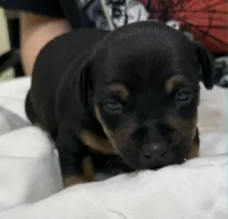 Rocky- in a foster home