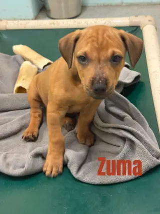 Zuma-in a foster home