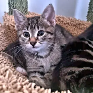 Stella