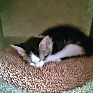 Marley