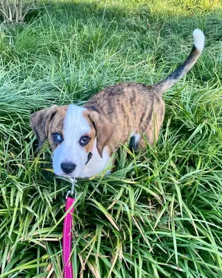 Bear Litter - Winnie