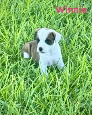 Bear Litter - Winnie