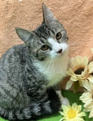 Orwen (bonded to Gurgi)