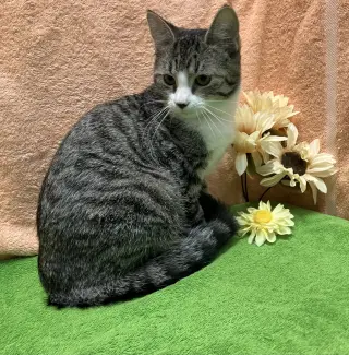 Orwen (bonded to Gurgi)