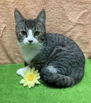 Orwen (bonded to Gurgi)