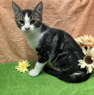Gurgi (bonded to Orwen)