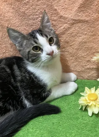 Gurgi (bonded to Orwen)
