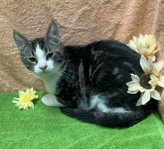 Gurgi (bonded to Orwen)