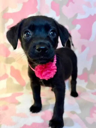Cami