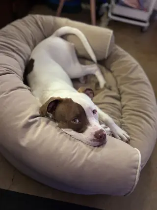 Augie