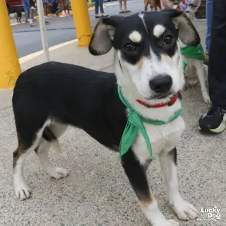 Sammy