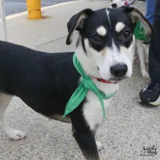 Sammy