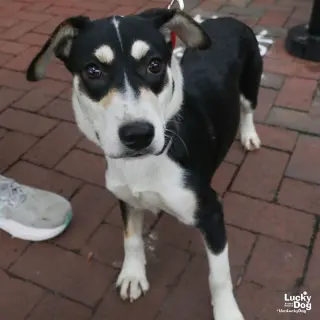 Sammy