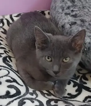 Martini * IN FOSTER *