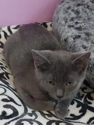 Martini * IN FOSTER *