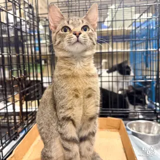 Max