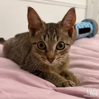Max