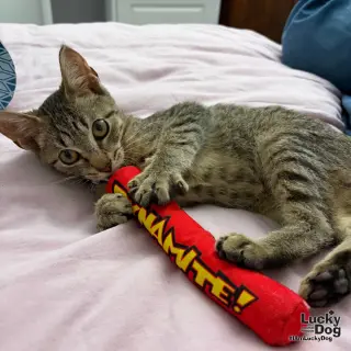 Max